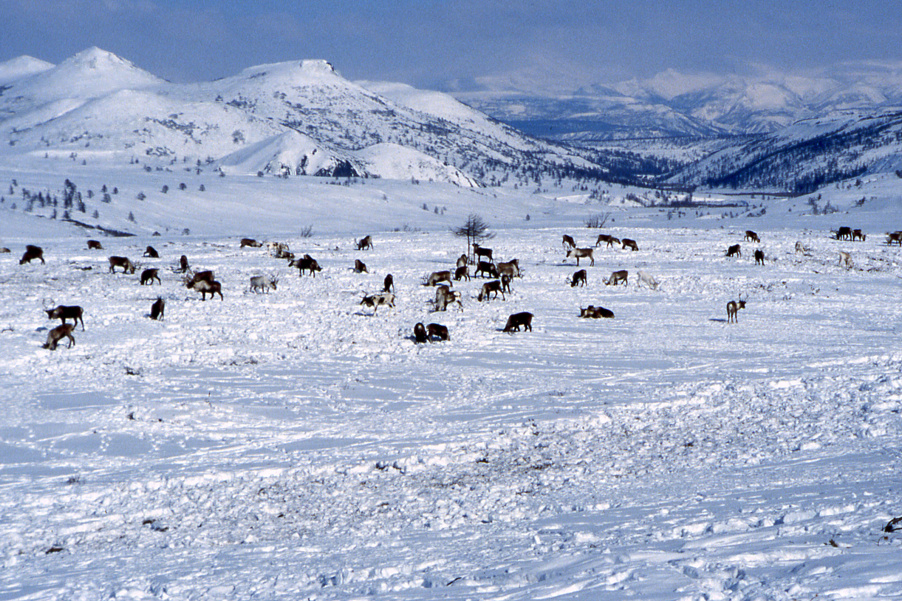 The natural environment of the North as a basis for life