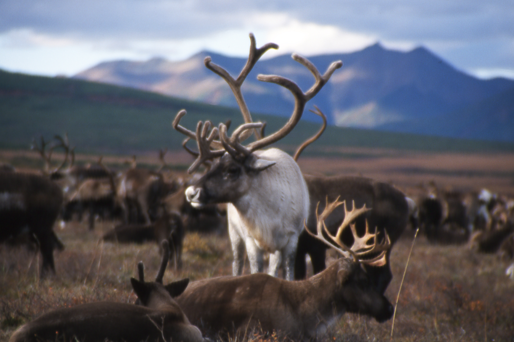 Reindeer herding