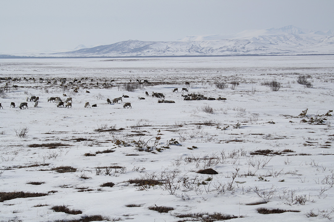 Reindeer herd near Achaivayam (1)