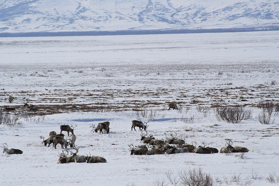 Reindeer herd near Achaivayam (2)