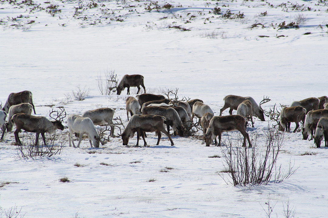 Reindeer herd near Achaivayam (3)