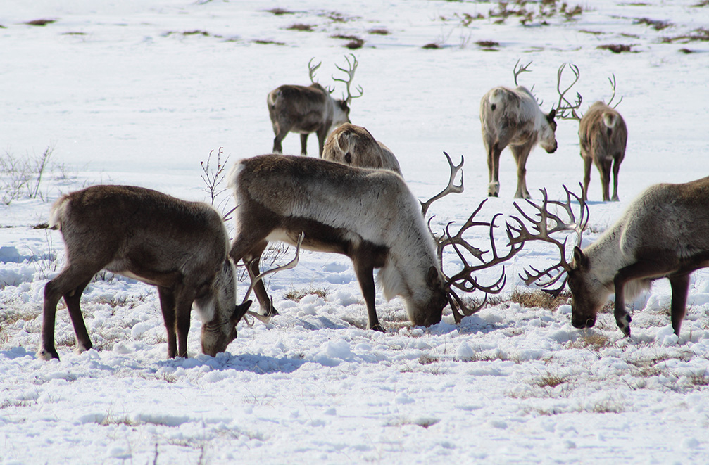 Reindeer herd near Achaivayam (4)