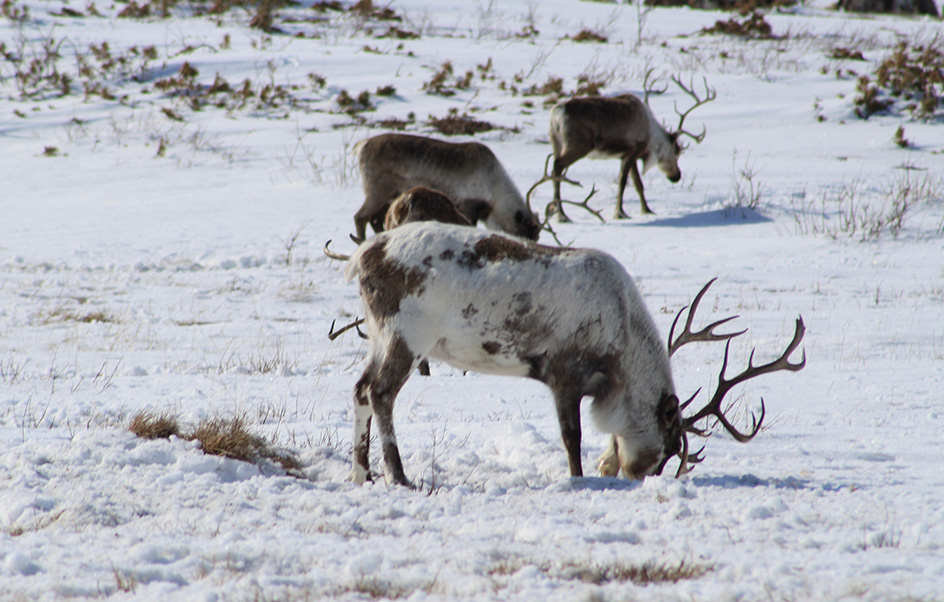 Reindeer herd near Achaivayam (5)