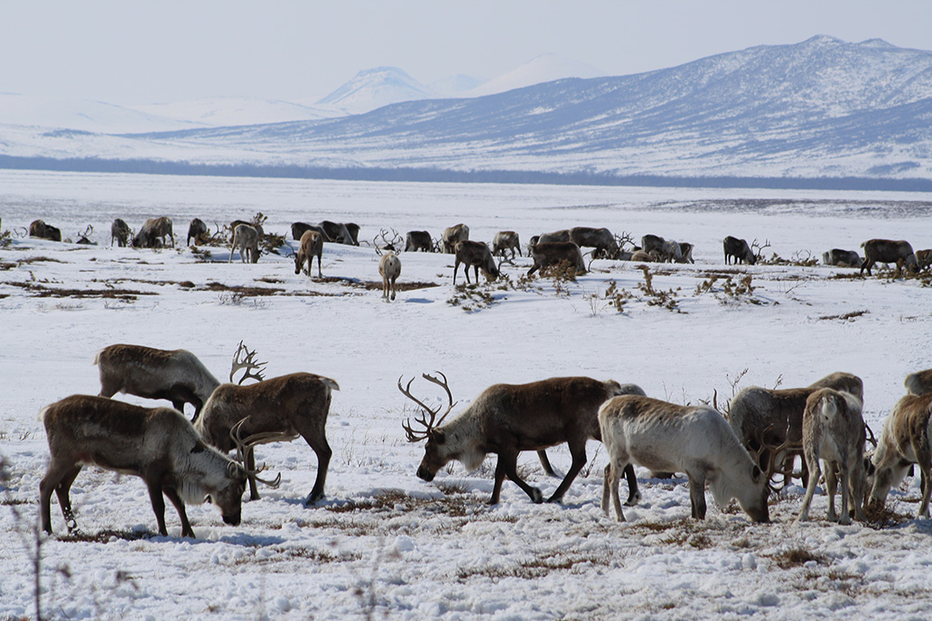 Reindeer herd near Achaivayam (6)