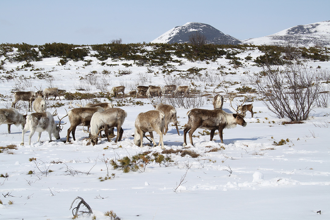 Reindeer herd near Achaivayam (7)