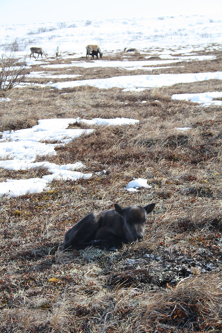 Reindeer herd near Achaivayam (8)
