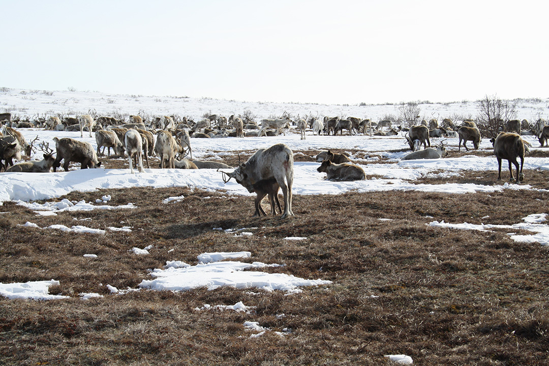 Reindeer herd near Achaivayam (9)