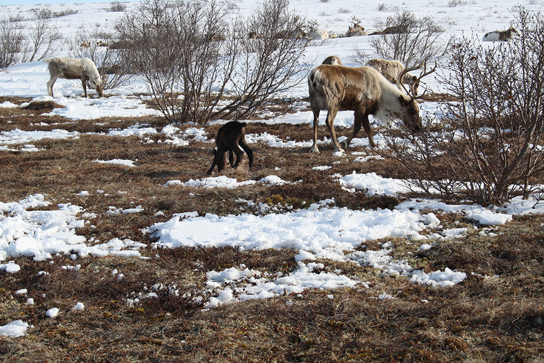 Reindeer herd near Achaivayam (10)