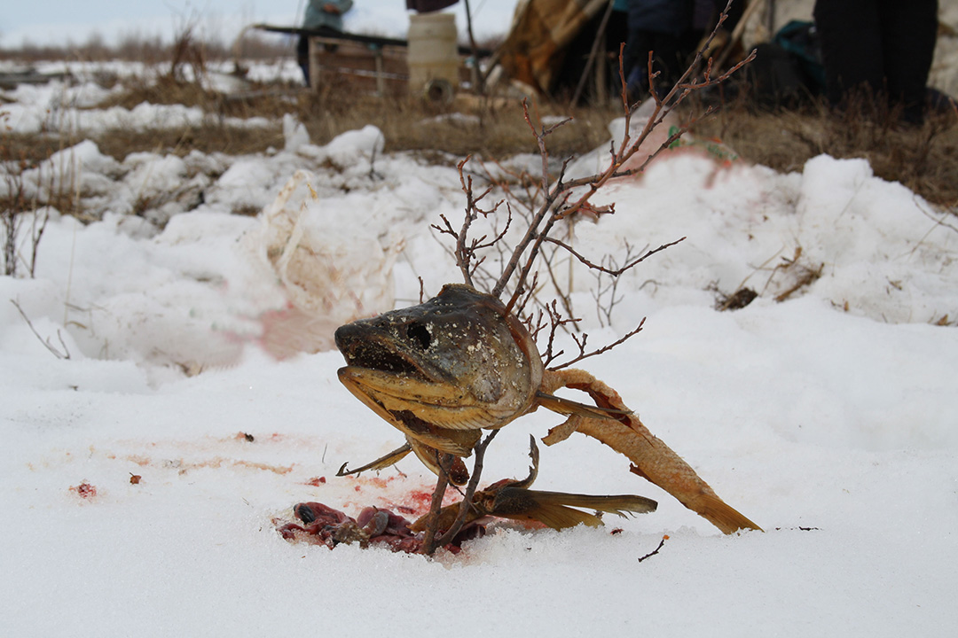 Kilvei feast in Achaivayam (10)