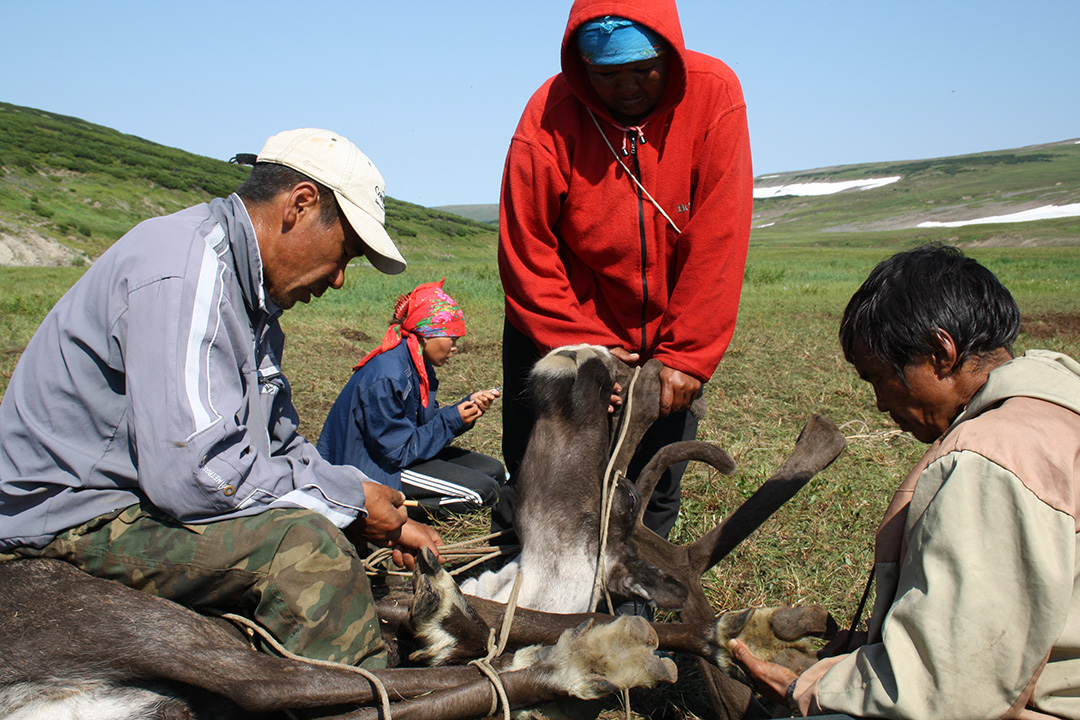 Summer camp of reindeer herders