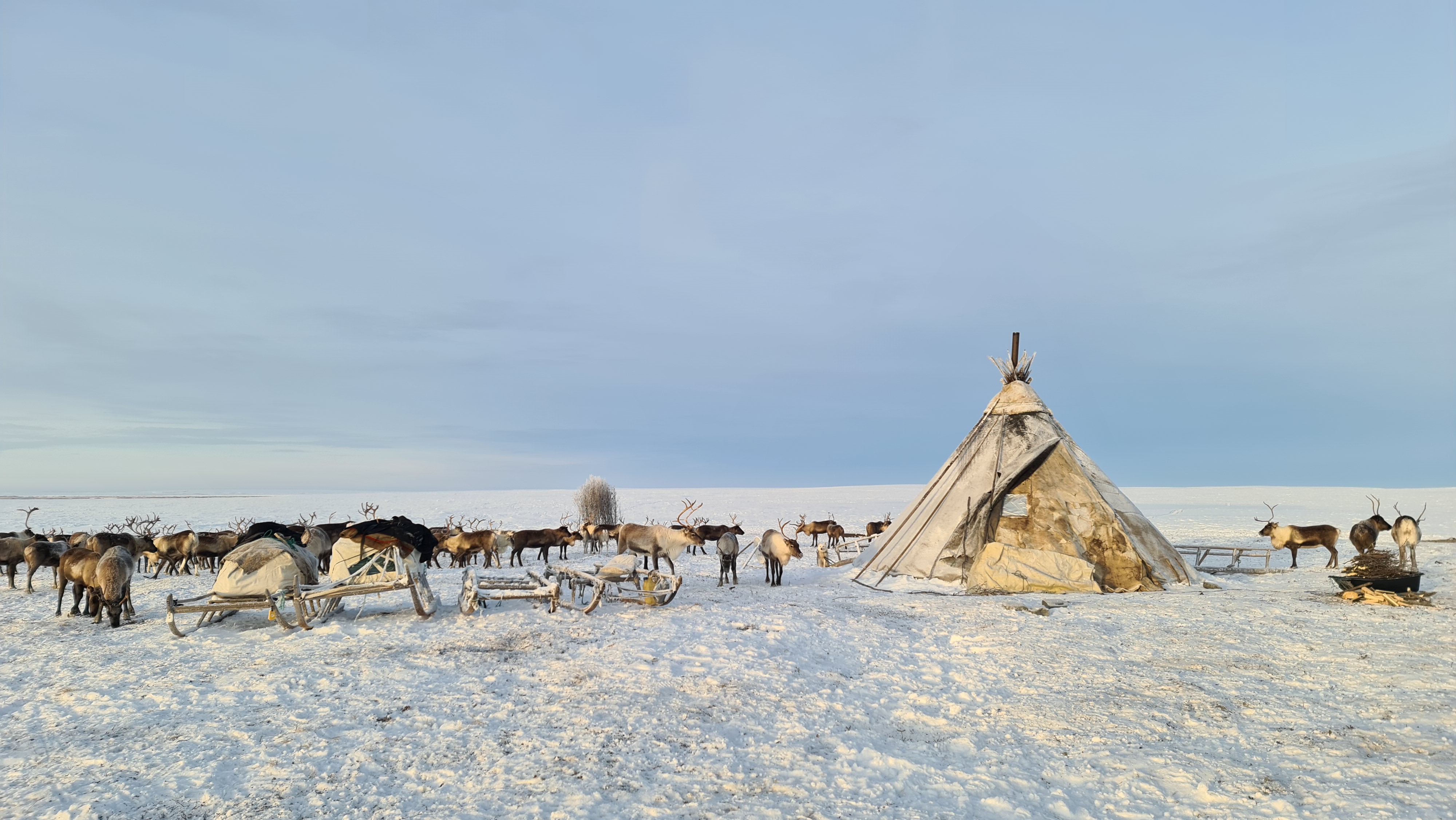Nenets