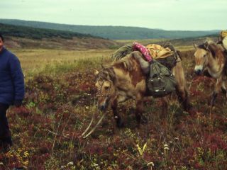 Image: dhn-images/93-8-054-goscha-h.jpg